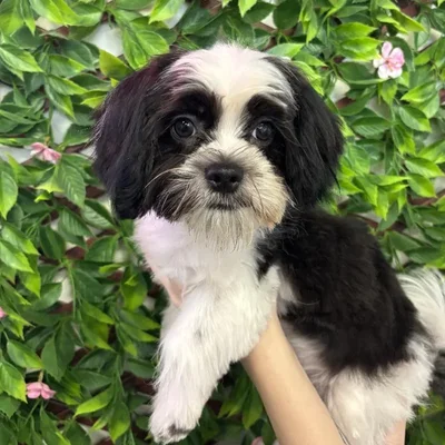 Male Malshi Puppy for Sale in Jacksonville, FL