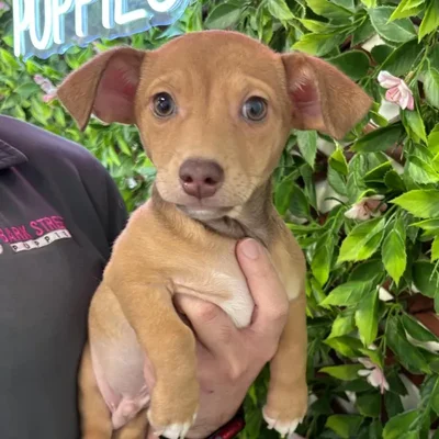 Male Chihuahua Puppy for Sale in Jacksonville, FL