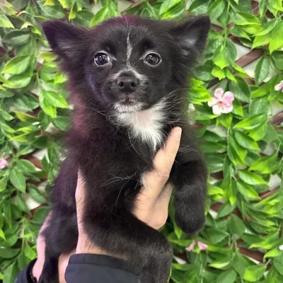 Female Pomeranian Puppy for Sale in Jacksonville, FL