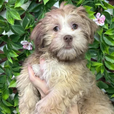 Female Havanese-Lhasa Apso Puppy for Sale in Jacksonville, FL
