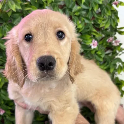Male Golden Retriever Puppy for Sale in Jacksonville, FL