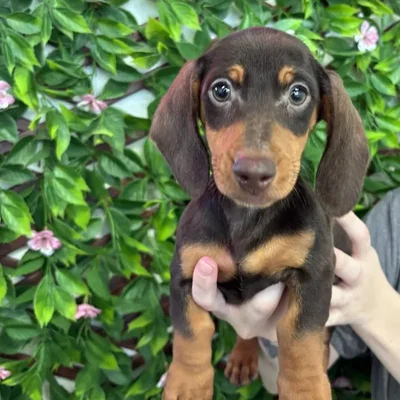 Female Mini Dachshund Puppy for Sale in Jacksonville, FL