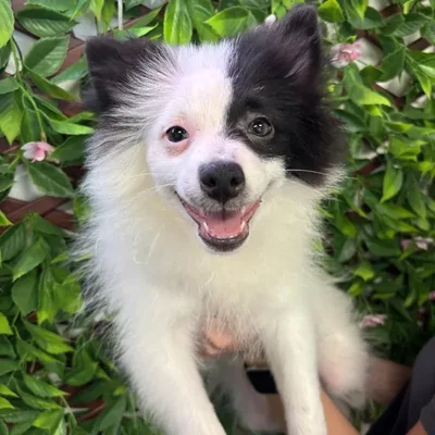Male Pomeranian Puppy for Sale in Jacksonville, FL