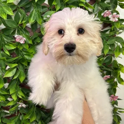 Male Schnoodle Puppy for Sale in Jacksonville, FL
