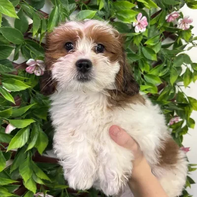 Female Shipoo Puppy for Sale in Jacksonville, FL
