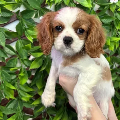 Female Cavalier King Charles Spaniel Puppy for Sale in Jacksonville, FL