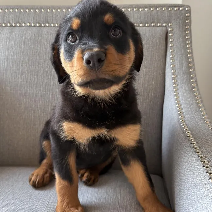 Female Rottweiler Puppy for Sale in Jacksonville, FL