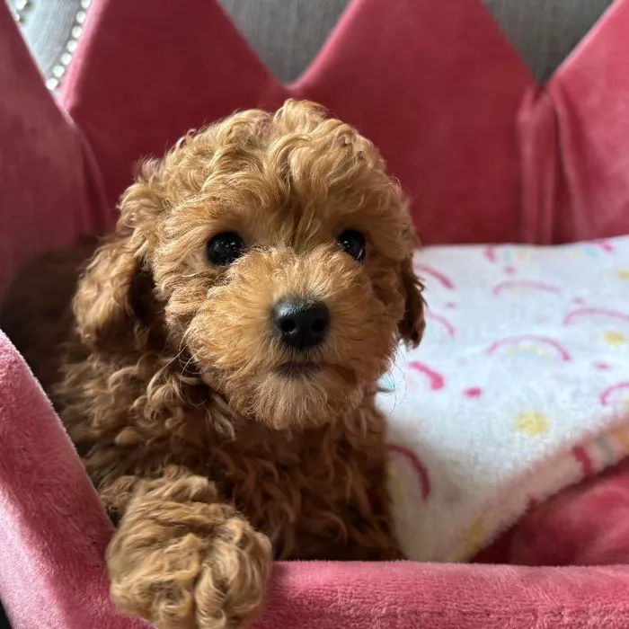 Female Poodle Puppy for Sale in Jacksonville, FL