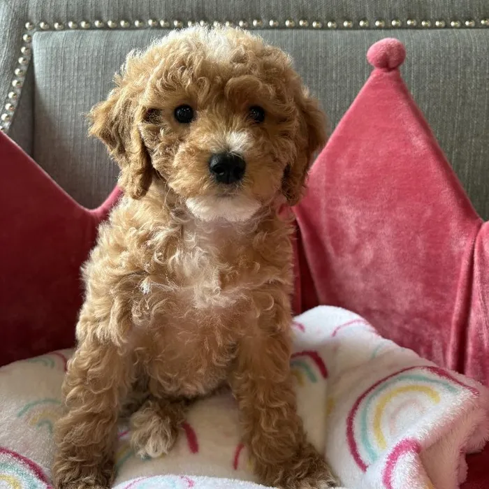 Female Bichon-Poodle Puppy for Sale in Jacksonville, FL