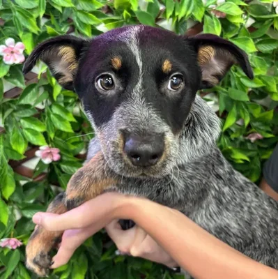 Female Australian Cattle Puppy for Sale in Jacksonville, FL