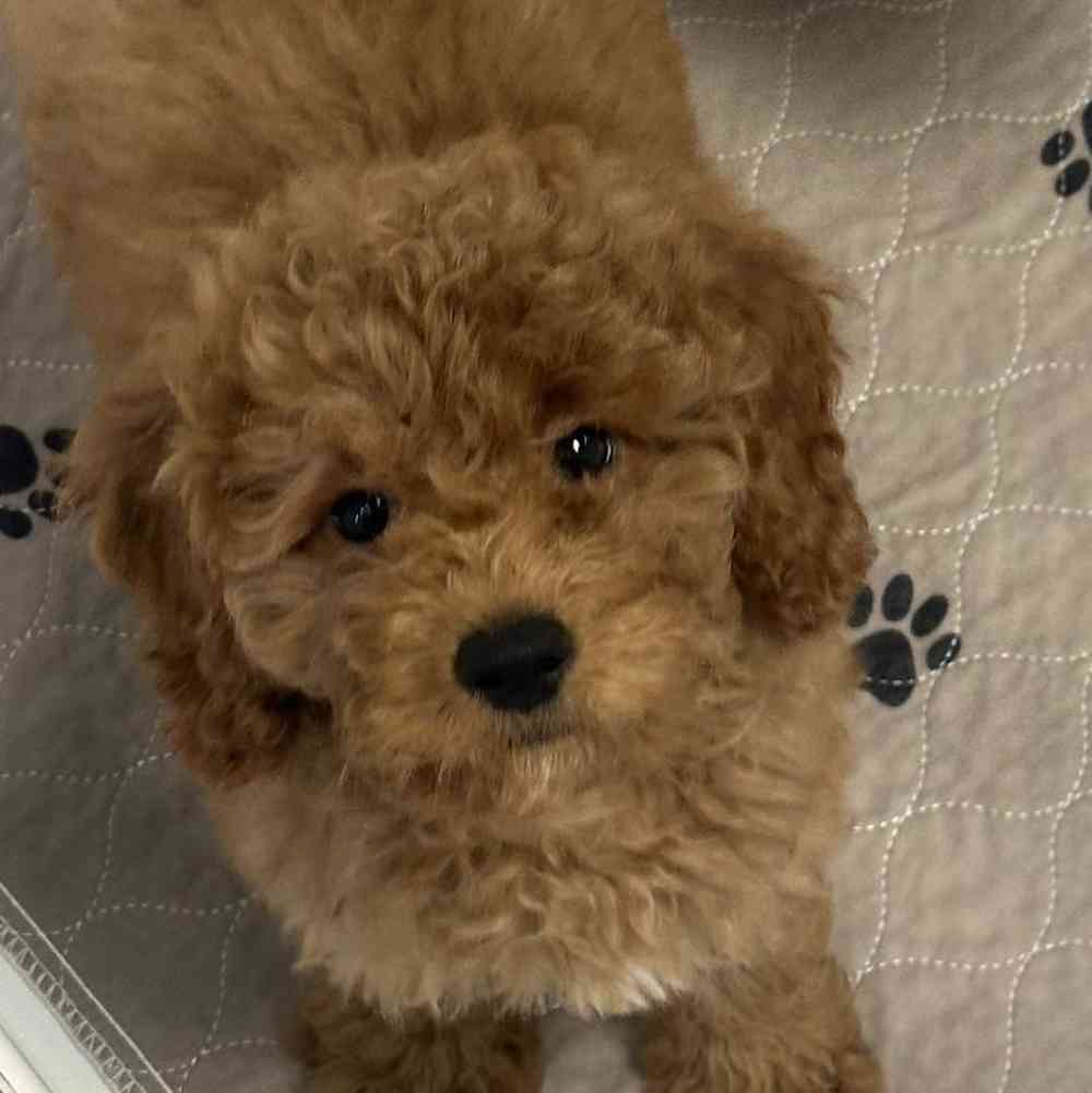 Male Mini Goldendoodle Puppy for Sale in Jacksonville, FL