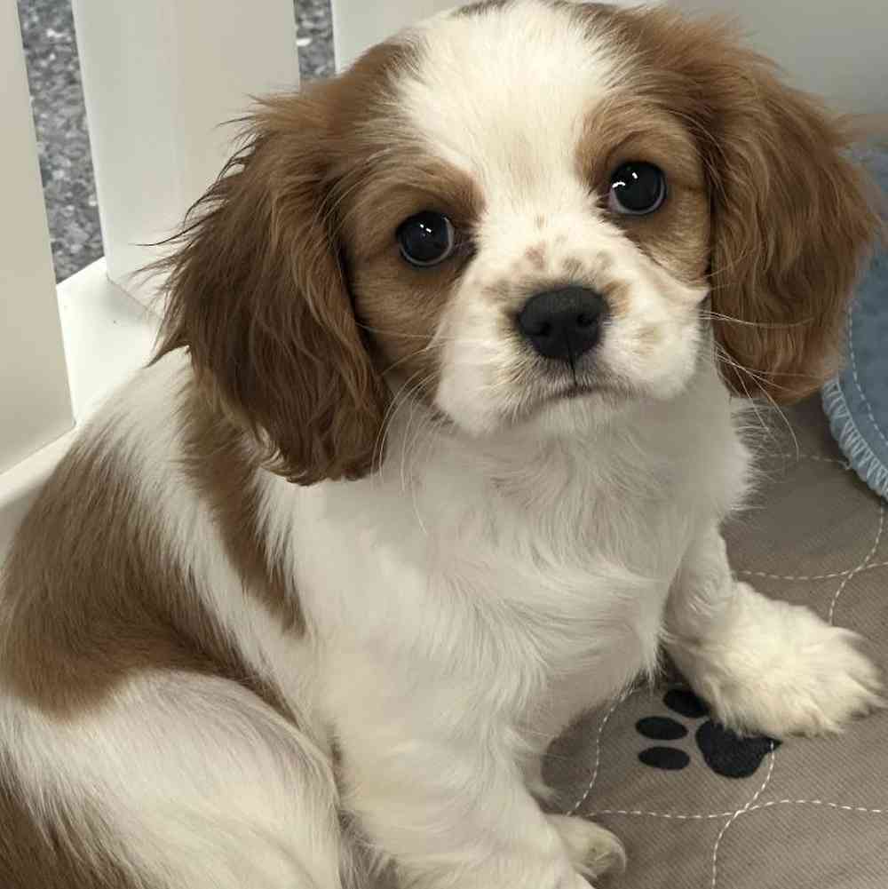 Female Cavalier King Charles Spaniel Puppy for Sale in Jacksonville, FL