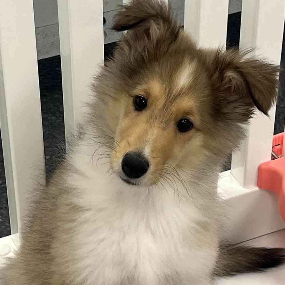 Male Collie Puppy for Sale in Jacksonville, FL