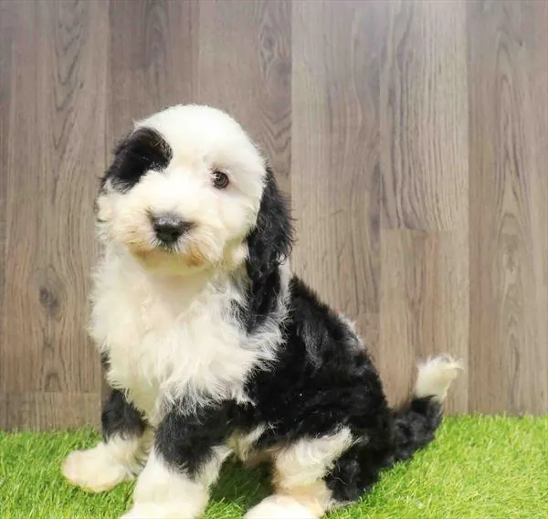 Mini Sheepadoodle image