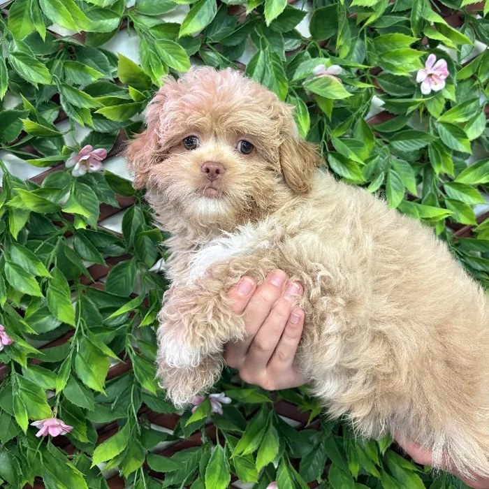 Male Peke-a-poo Puppy for Sale in Jacksonville, FL image