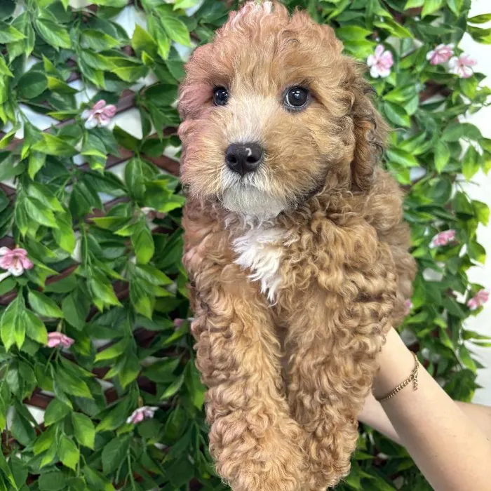 Male Whoodle Puppy for Sale in Jacksonville, FL