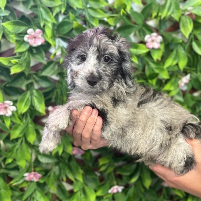 Male Doxie-poo Puppy for Sale in Jacksonville, FL image