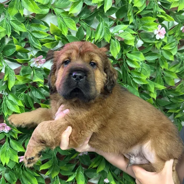 Male Mini Hippo Puppy for Sale in Jacksonville, FL