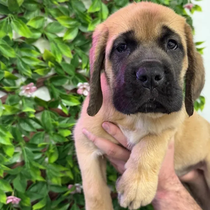 English Mastiff image