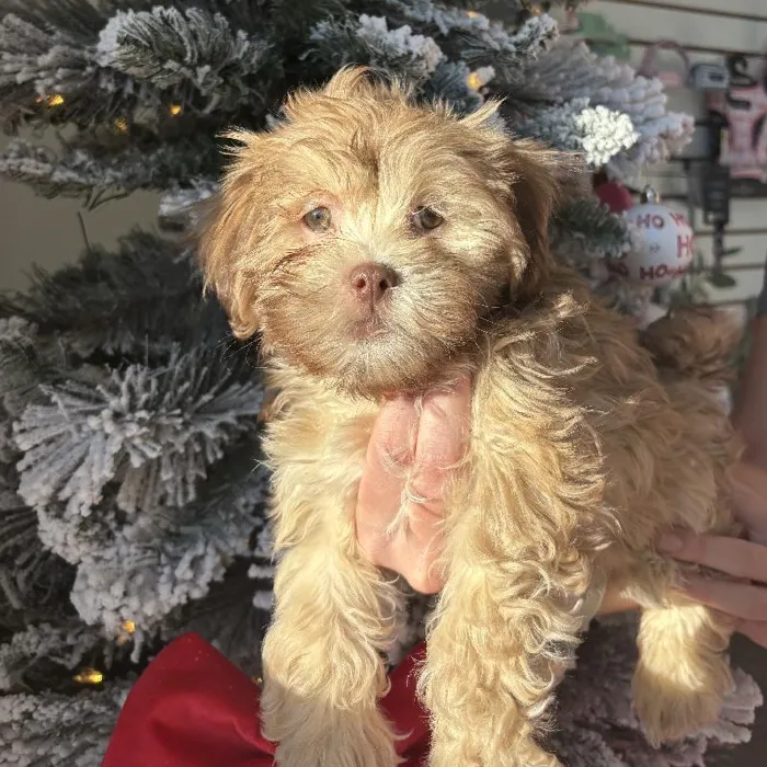Female Havanese-Lhasa Apso Puppy for Sale in Jacksonville, FL