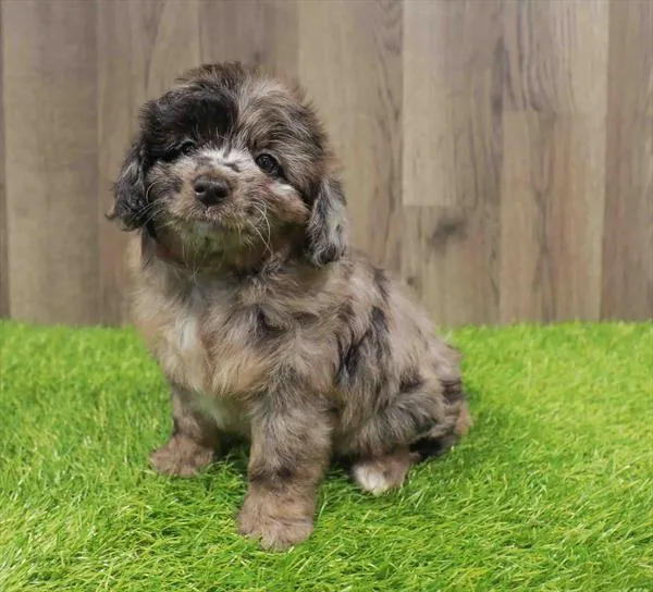 Mini Aussiedoodle image
