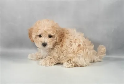 Bichapoo image