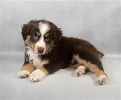 Toy Australian Shepherd image