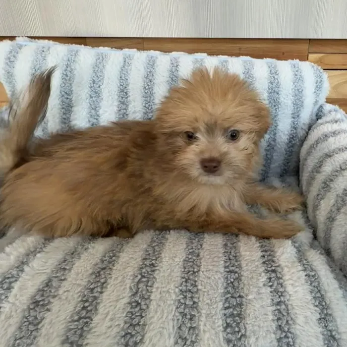 Male Shiranian Puppy for Sale in Jacksonville, FL image