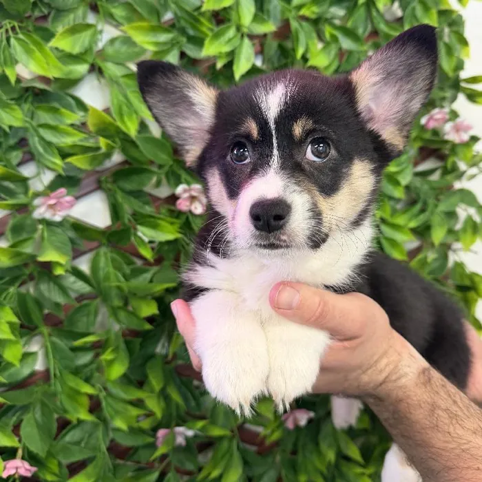 Male American Corgi Puppy for Sale in Jacksonville, FL image