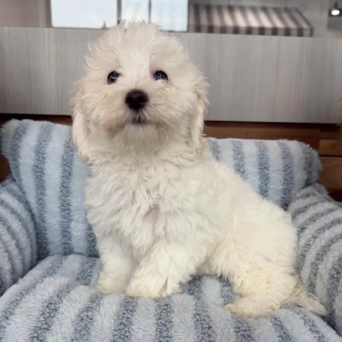 Female Malti-chon Puppy for Sale in Jacksonville, FL image