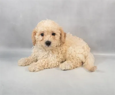 Bichapoo image