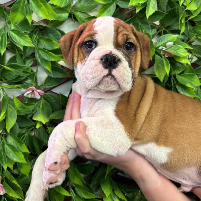 Male Mini Bulldog Puppy for Sale in Jacksonville, FL