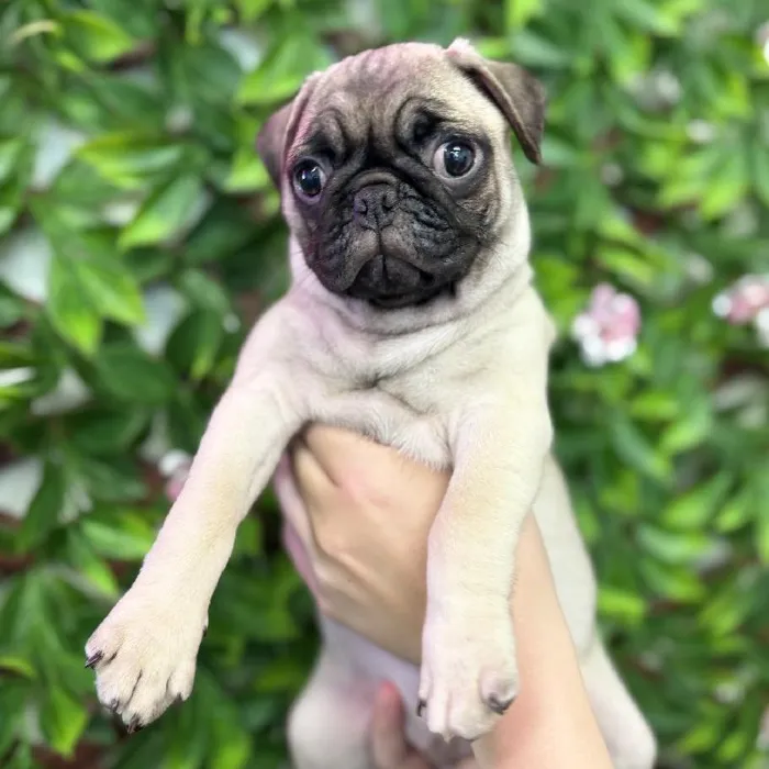 Female Pug puppy named Prada for sale at San Jose Blvd.