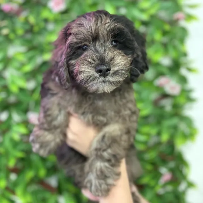 Male Schnoodle puppy named Chase for sale at San Jose Blvd.