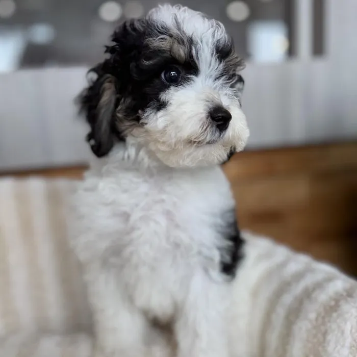 Male Mini Bernedoodle puppy named Summit for sale at Beach Blvd.