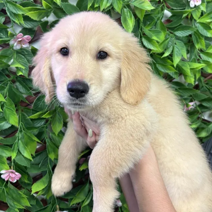 Female Golden Retriever puppy named Elsa for sale at San Jose Blvd.