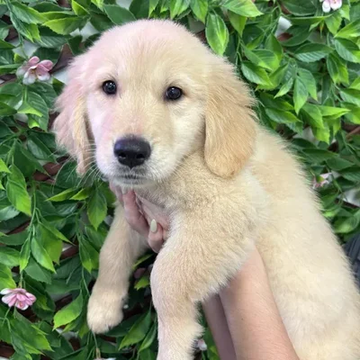 Female Golden Retriever puppy named Elsa for sale at San Jose Blvd.