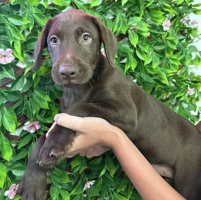 Male Labrador Retriever Puppy for Sale in Jacksonville, FL