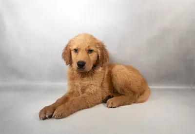 Male Golden Retriever puppy named Timber for sale at San Jose Blvd.
