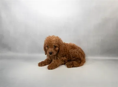 Male Hybrid puppy for sale at San Jose Blvd.