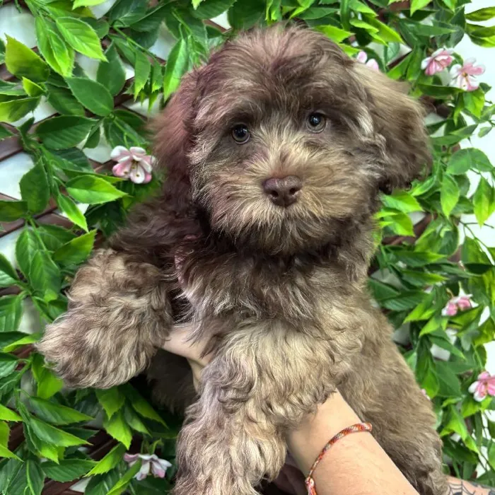 Male Shipoo Puppy for Sale in Jacksonville, FL