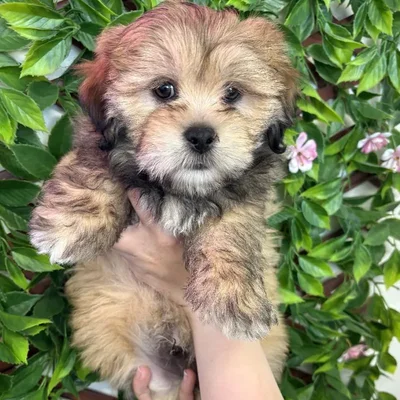 Male La-Chon Puppy for Sale in Jacksonville, FL