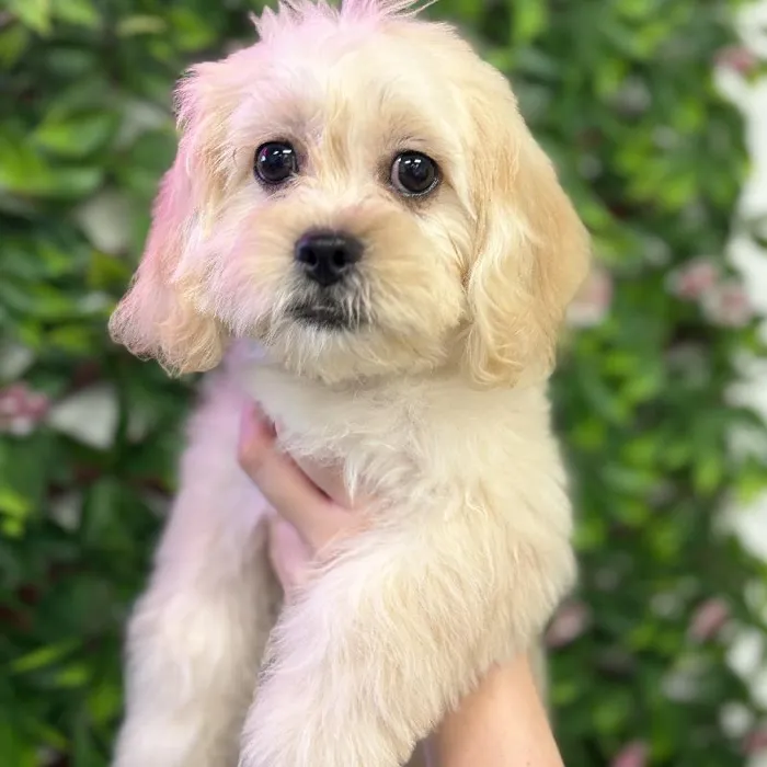 Male Peke-A-Poo puppy named Louie for sale at San Jose Blvd.