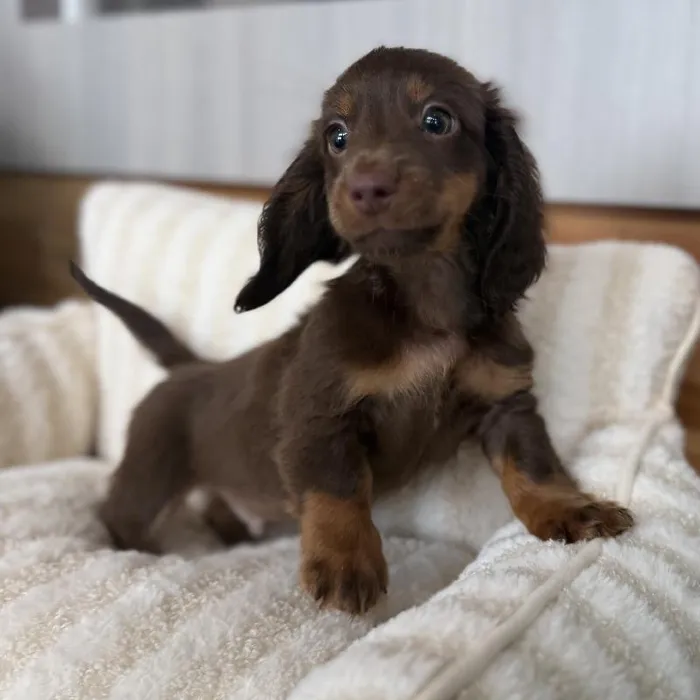 Male Mini Dachshund puppy named Canyon for sale at Beach Blvd.