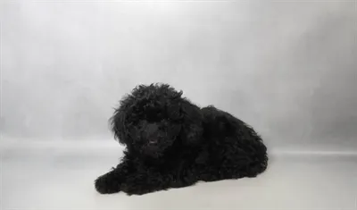 Female Mini Poodle puppy named Cleo for sale at San Jose Blvd.