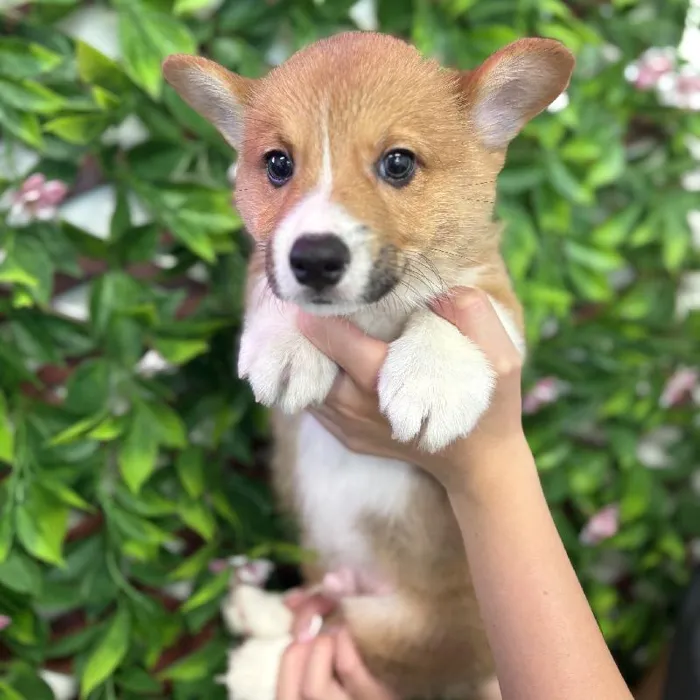 Male Pembroke Welsh Corgi puppy named Aspen for sale at San Jose Blvd.