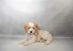 Female Cockapoo puppy for sale at San Jose Blvd.