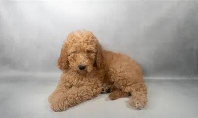 Male Hybrid puppy for sale at Beach Blvd.