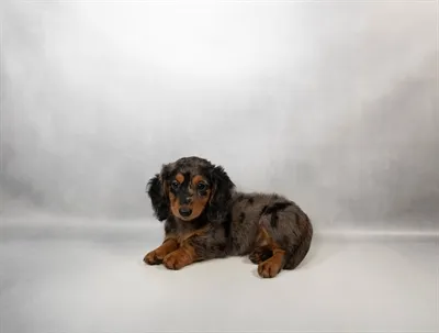 Female Mini Dachshund puppy named Millie for sale at San Jose Blvd.