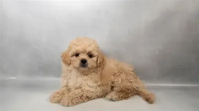 Male Peke-A-Poo puppy for sale at San Jose Blvd.